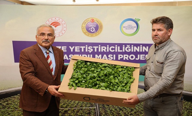 600 BİN ÜCRETSİZ FİDE DAĞITTI
