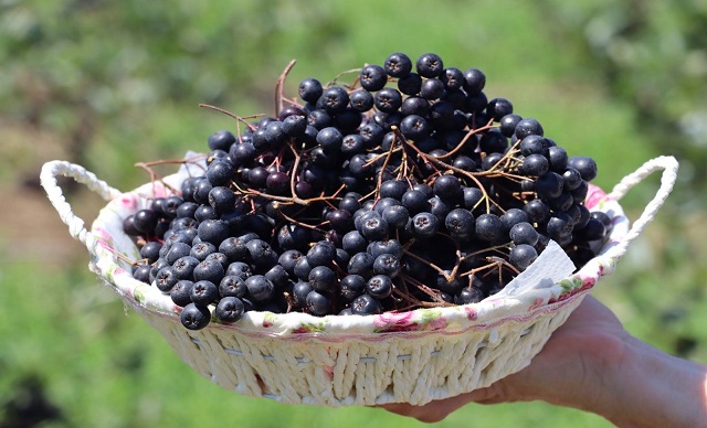 ARONYA ÜRETİMİ YAYGINLAŞIYOR