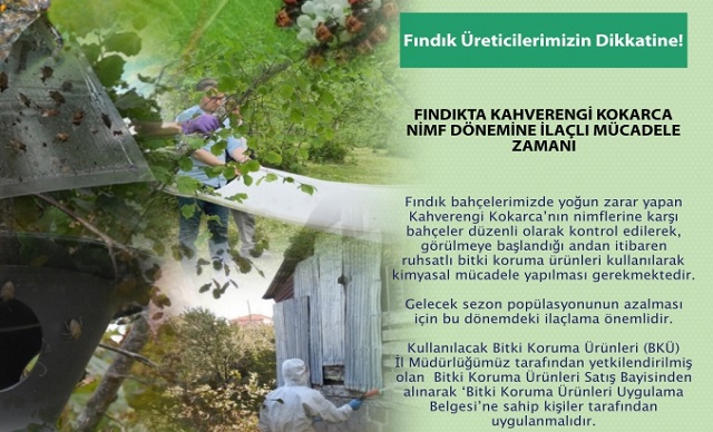 FINDIKTA KAHVERENGİ KOKARCA