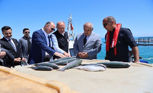 Türk Somonu Hasadı