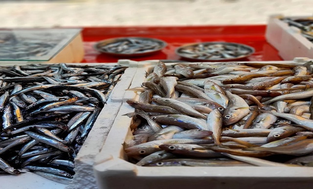 Balık Fiyatları Ne Kadar?