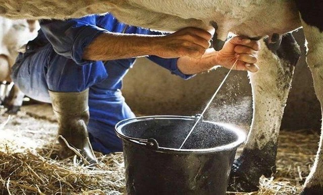 Çiğ İnek Sütünde Standartlar Güncellendi