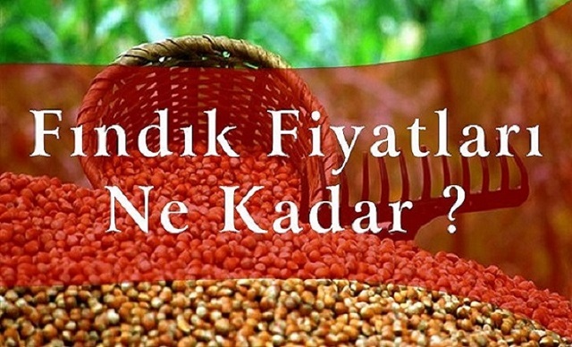FINDIK FİYATI