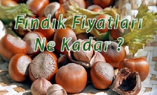 FINDIK FİYATI