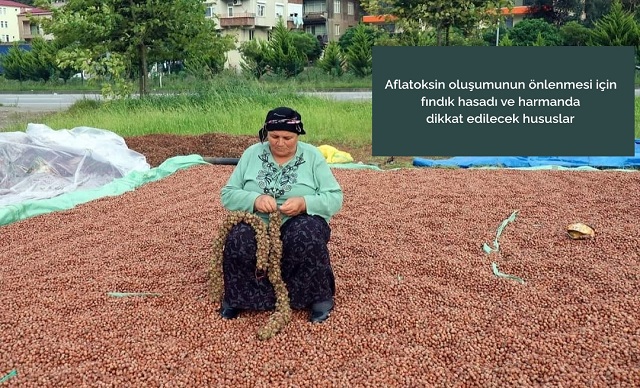 Fındık Üreticilerinin Dikkatine!