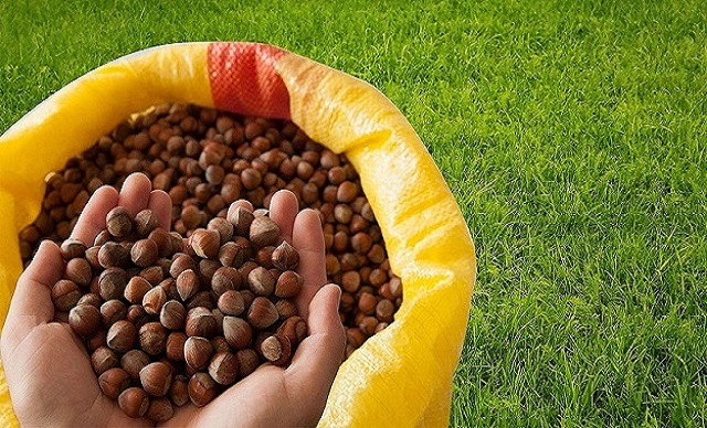 Fındık Fiyatı Ne Kadar